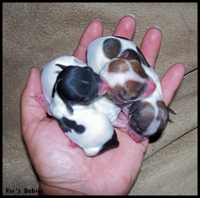 small puppies for sale